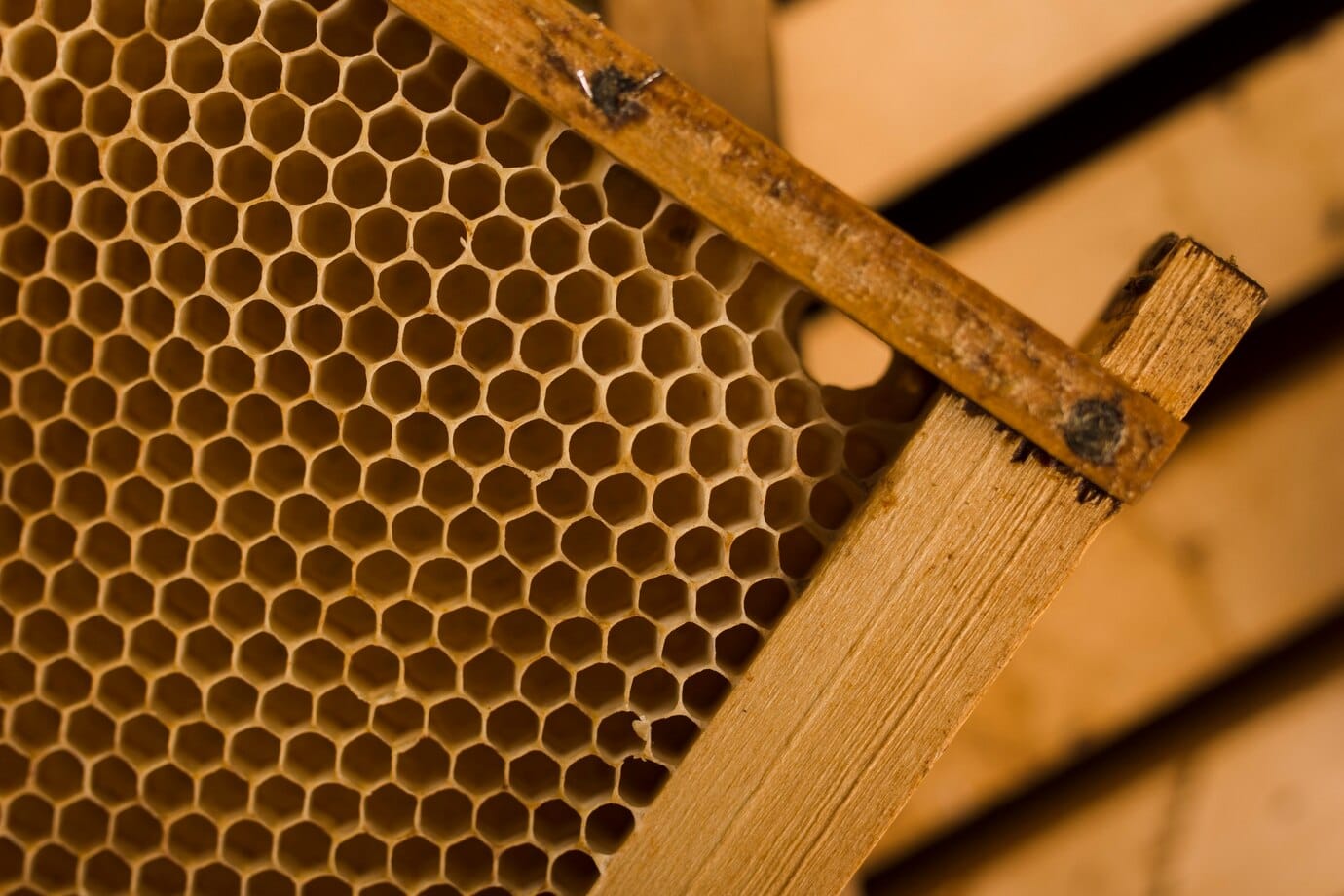 Mengenal Trypophobia Disorder, Fobia pada Bolong-Bolong